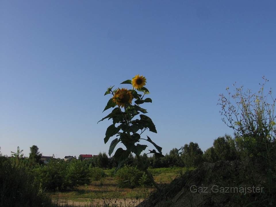 IMG_000677777777.JPG - Sunflower