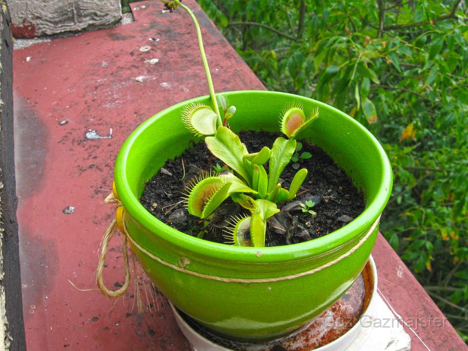 IMG_0015mucholowka.JPG - Dionaea Muscipula