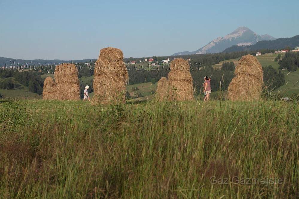 IMG_0098z.jpg - Haymaking time