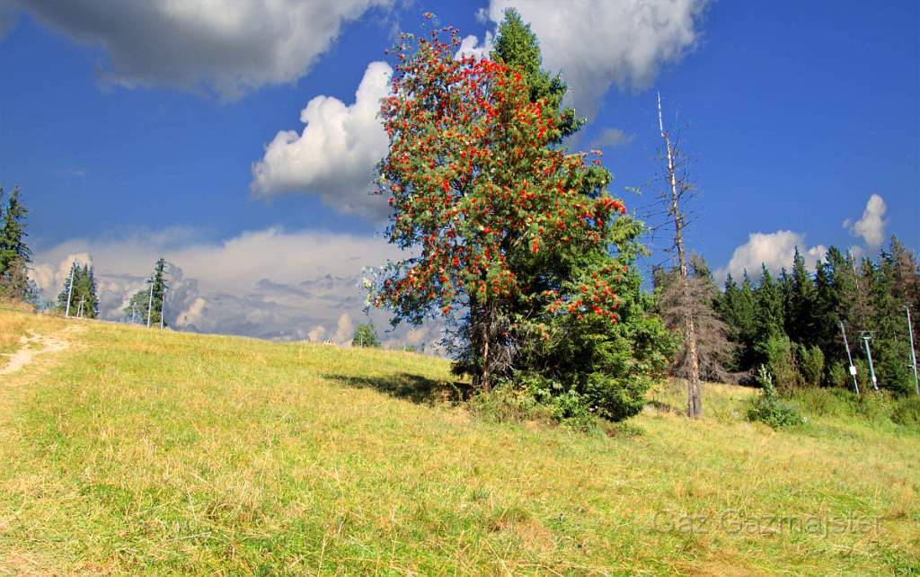 gubalowkaJa.jpg - Mountain ash